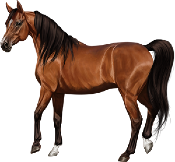 Brown Horse Arabian Transparent PNG Image