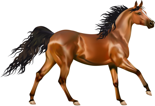 Brown Horse Arabian Transparent PNG Image