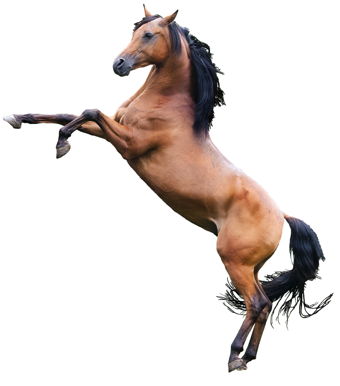 Brown Horse Arabian Transparent PNG Image