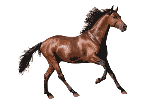 Brown Horse Arabian Transparent PNG Image