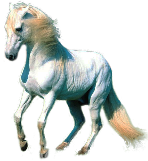Farm Horse Arabian Transparent PNG Image
