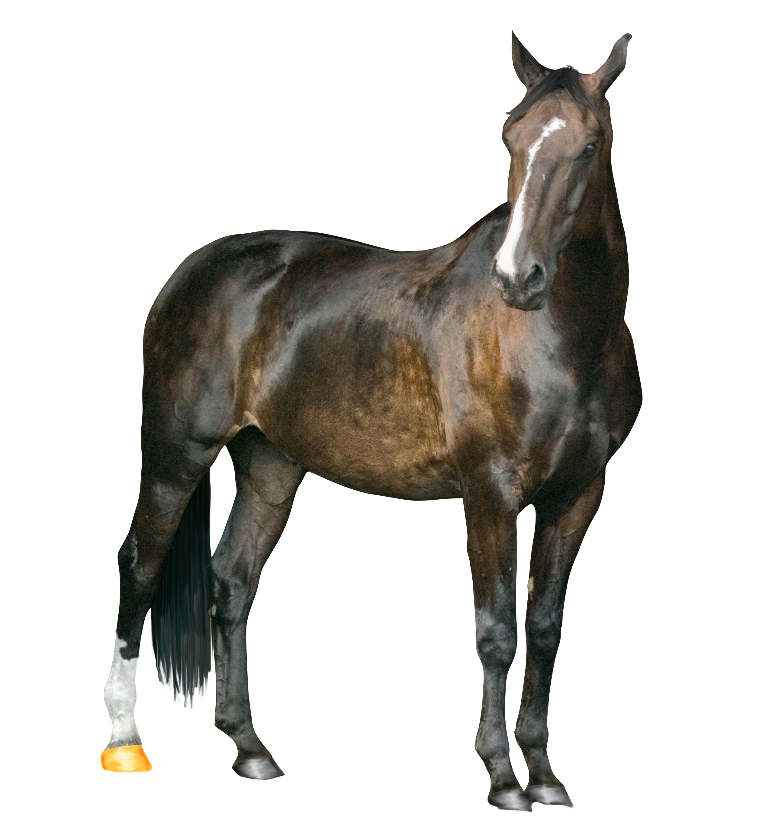 Farm Horse Arabian Transparent PNG Image