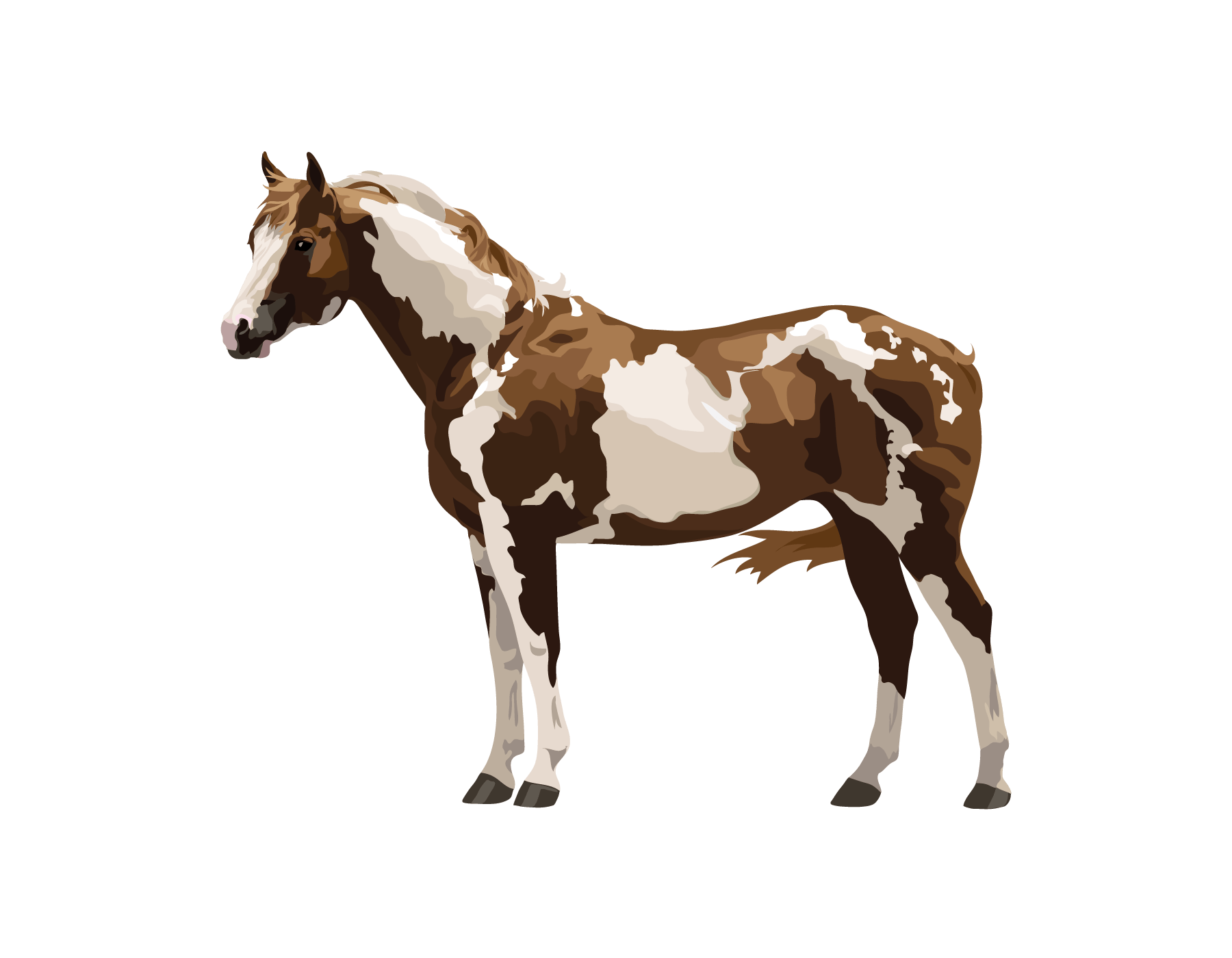 Farm Horse Arabian Transparent PNG Image