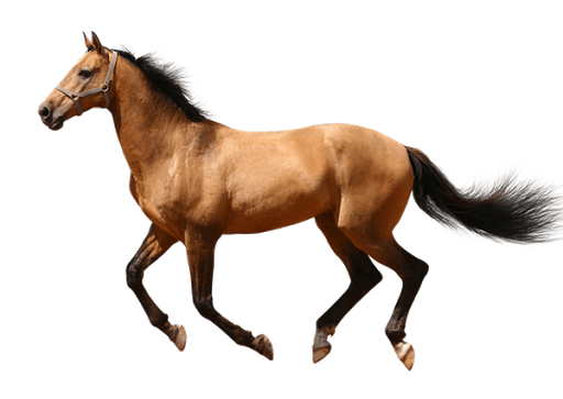 Farm Horse Arabian File Transparent PNG Image