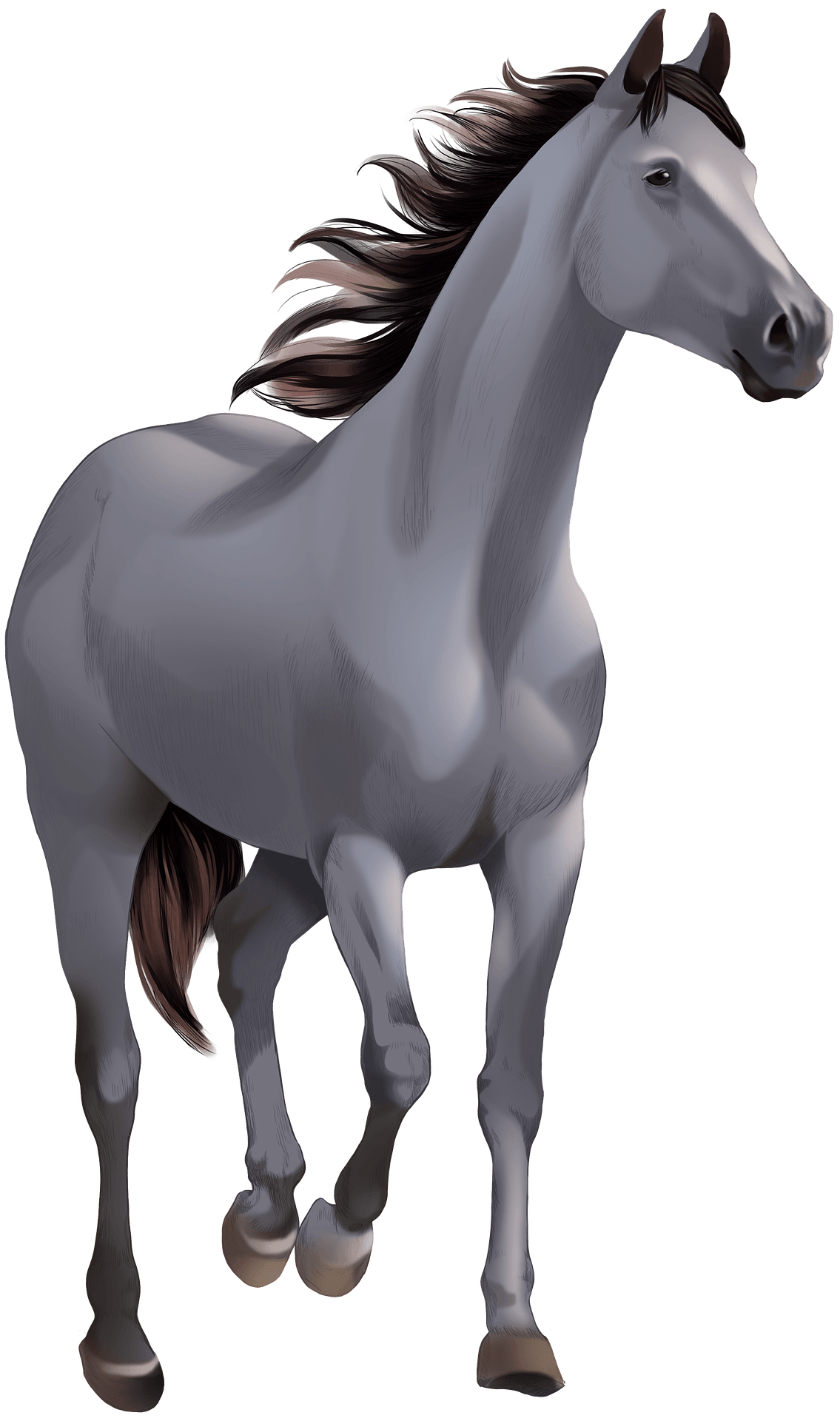 Farm Horse Arabian Transparent PNG Image