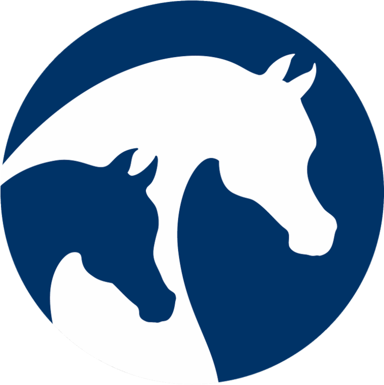 Arabian Horse Vector Transparent PNG Image