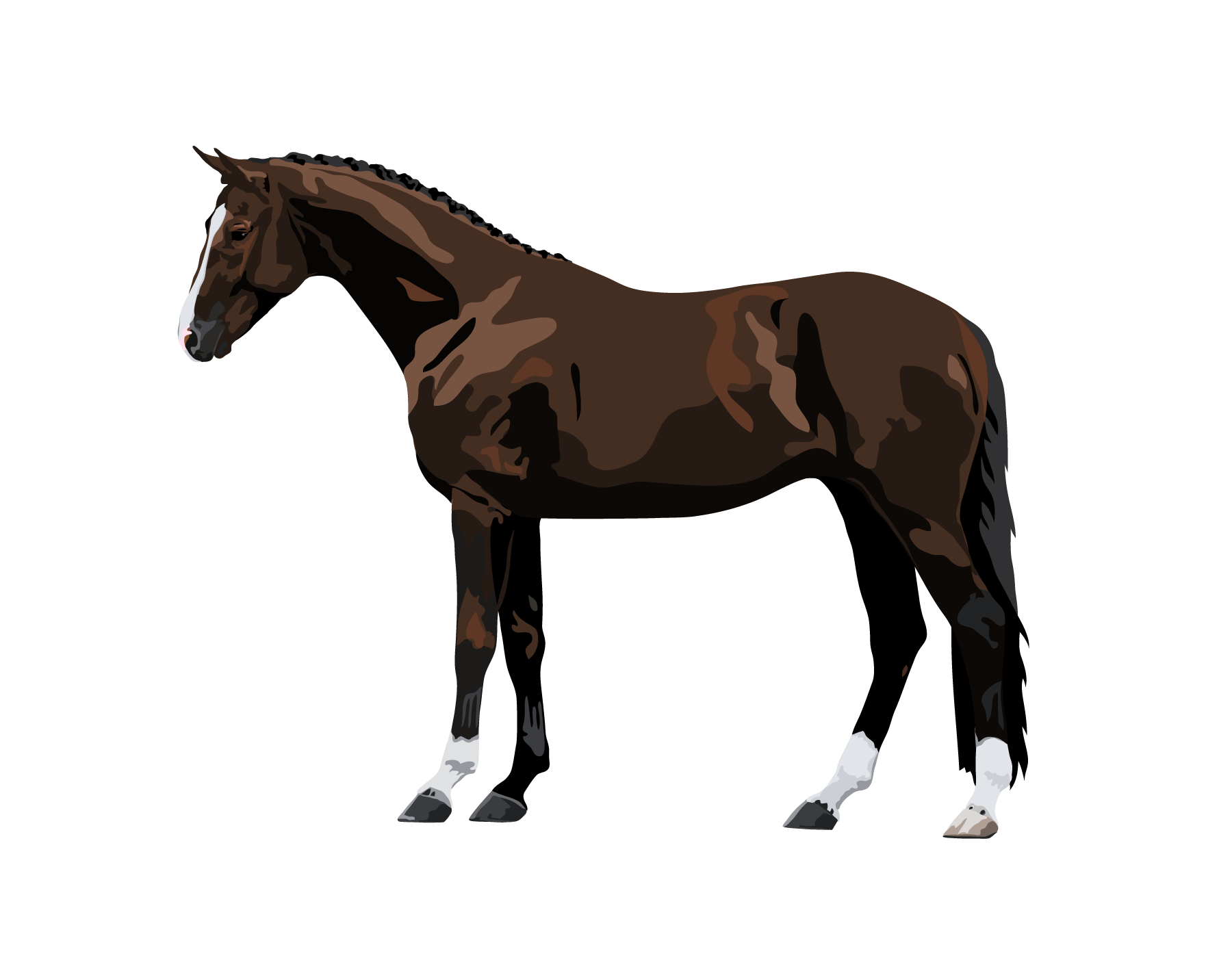 Farm Horse Morgan Transparent PNG Image