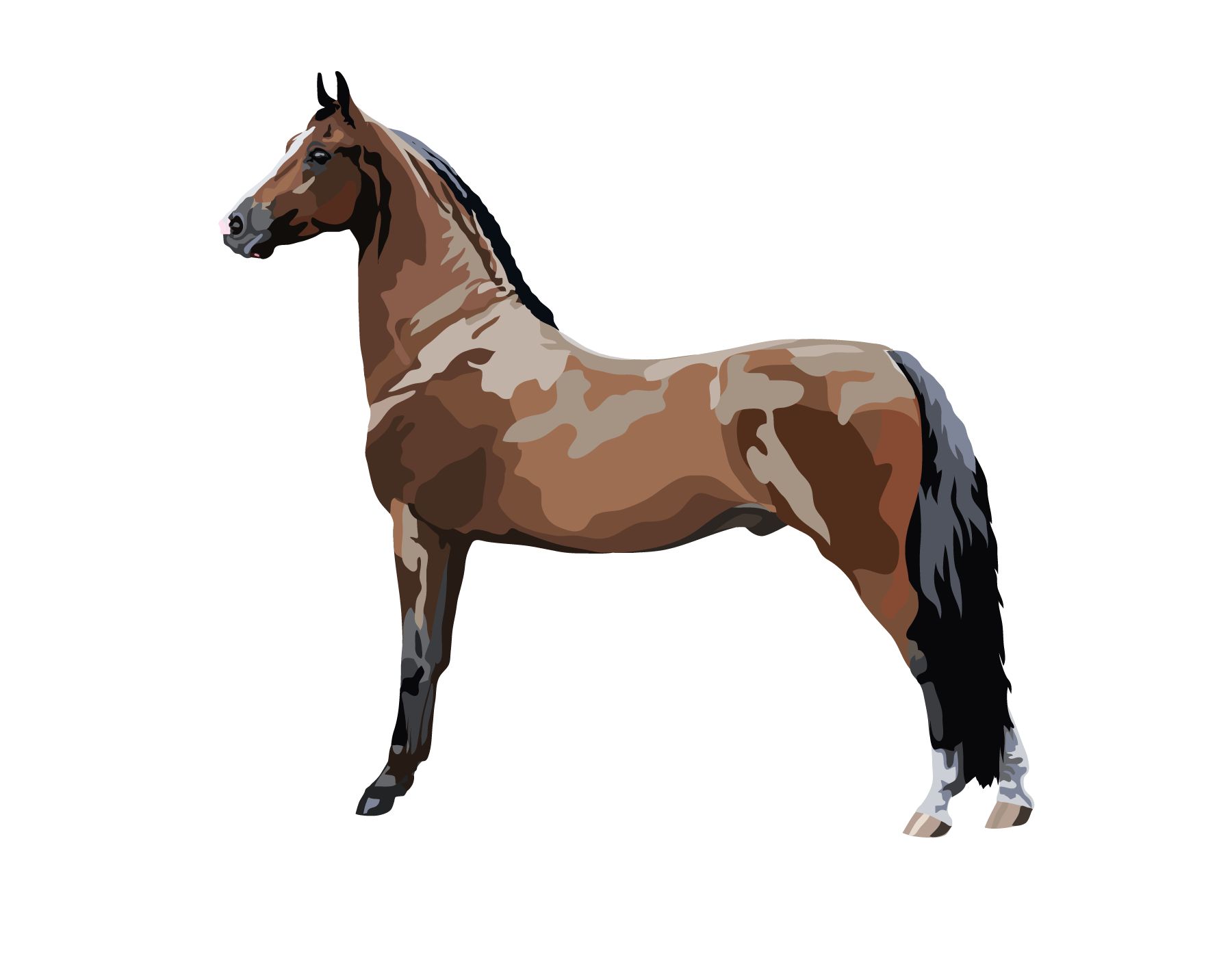 Farm Horse Morgan Transparent PNG Image