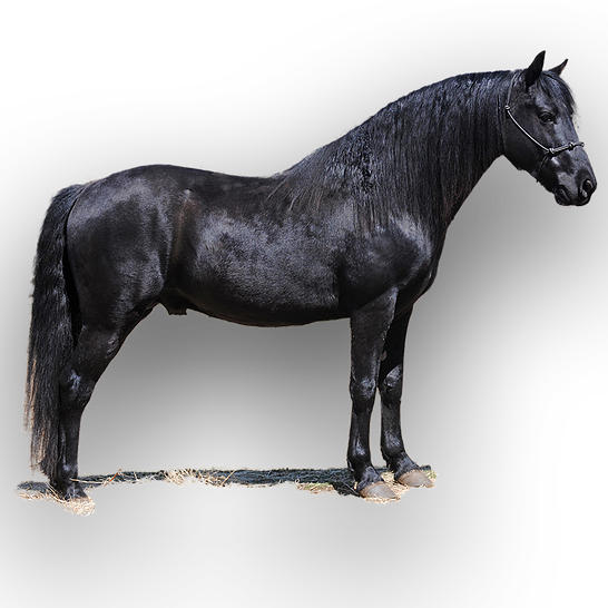 Farm Horse Morgan Transparent PNG Image