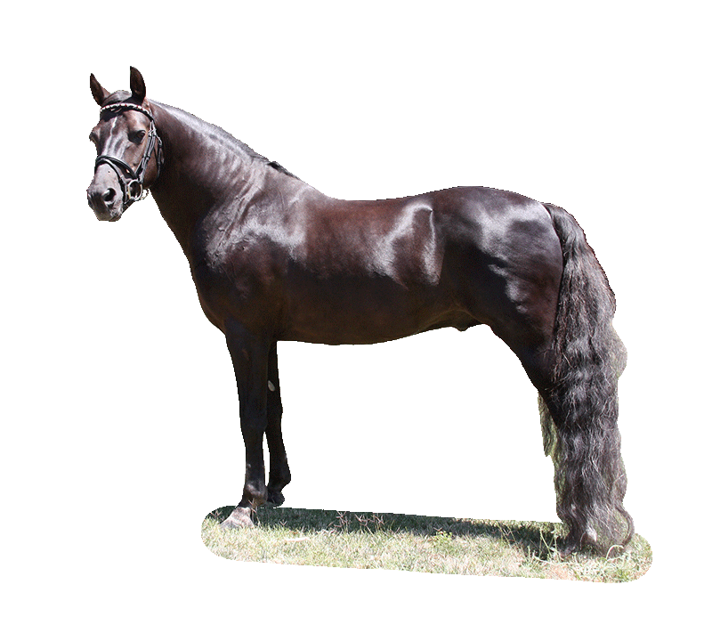 Farm Horse Morgan Transparent PNG Image