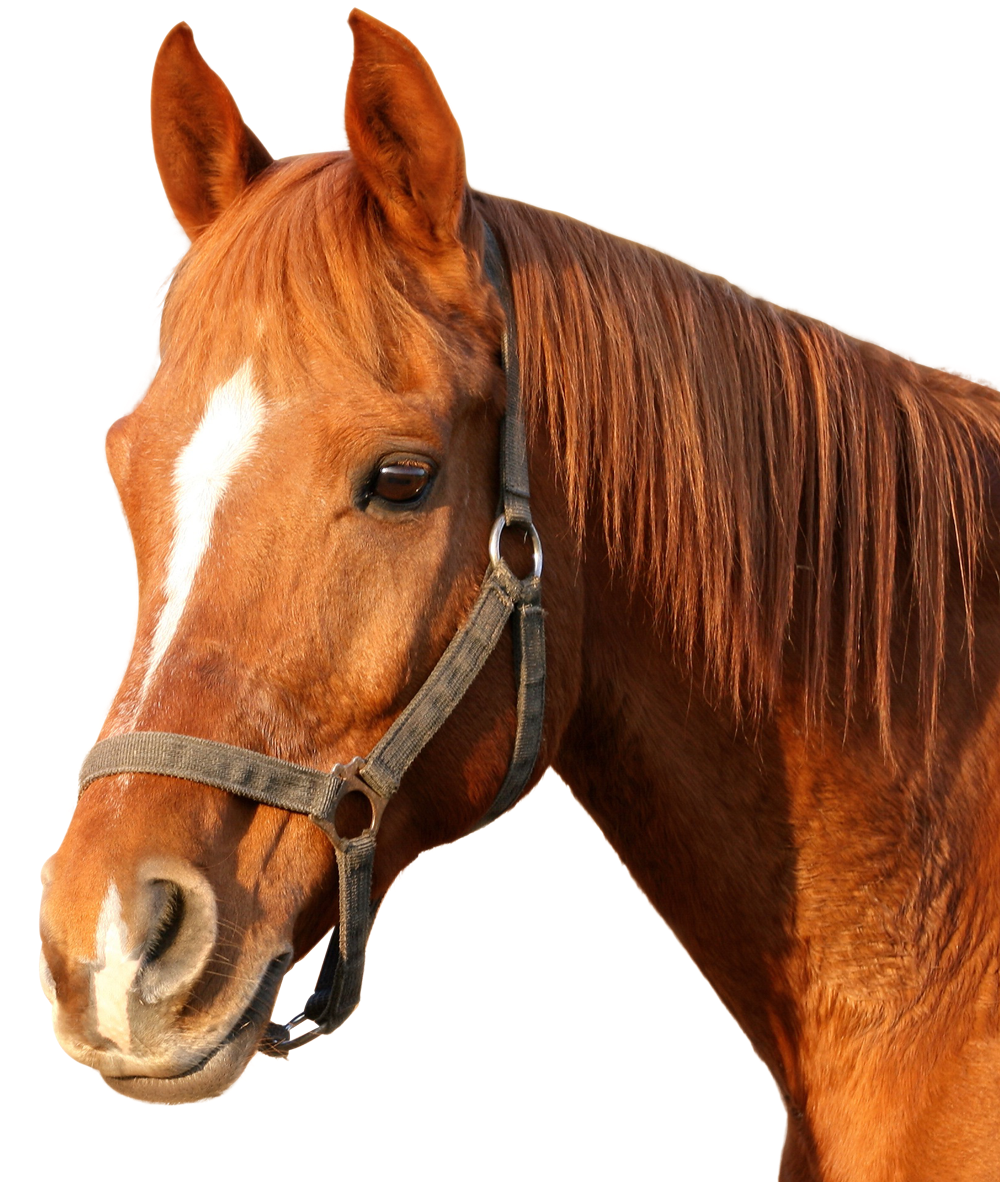 Horse Morgan Transparent PNG Image