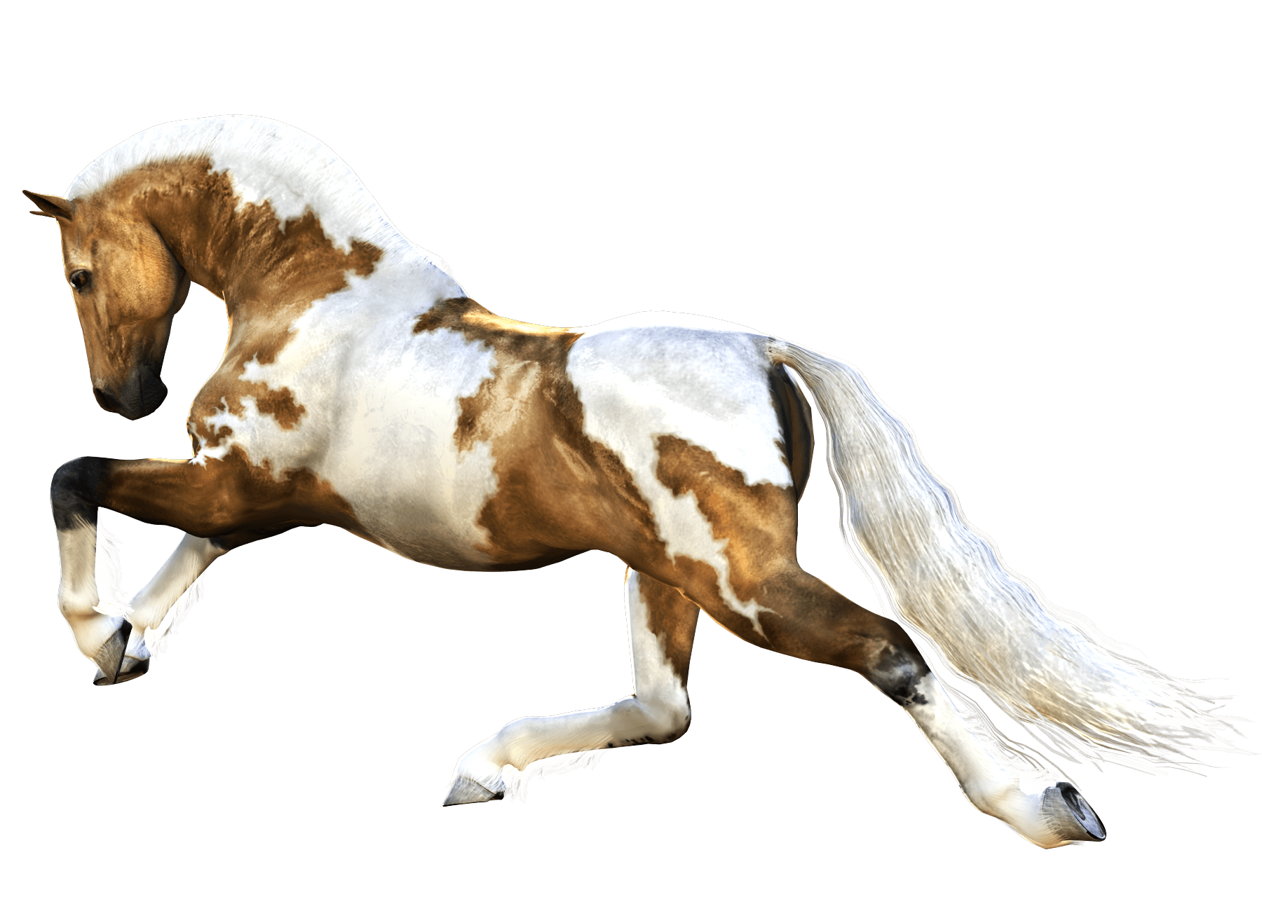Horse Transparent PNG Image