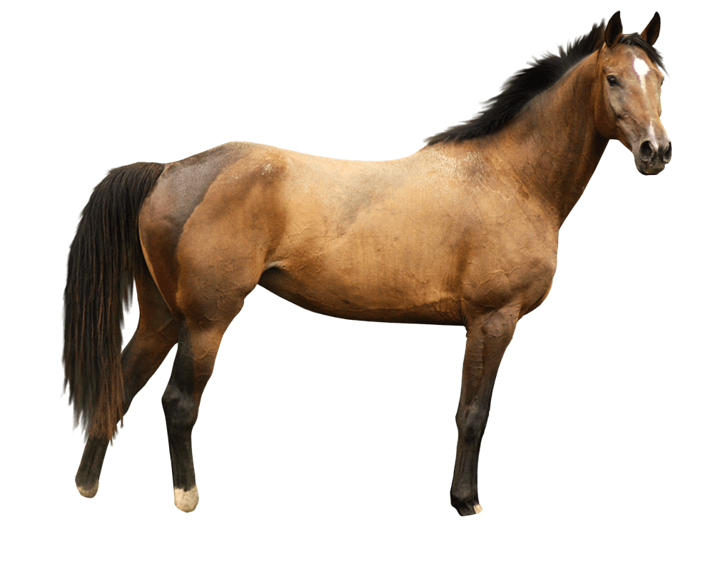 Horse Transparent PNG Image