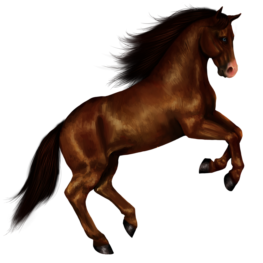 Horse 8 Transparent PNG Image