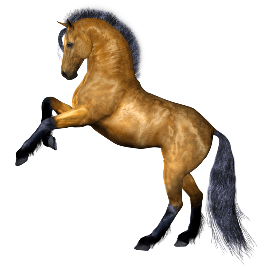 Horse Background Transparent PNG Image
