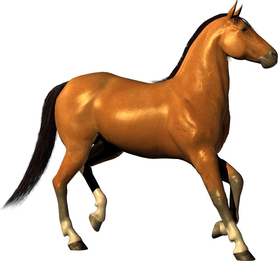 Horse Transparent PNG Image