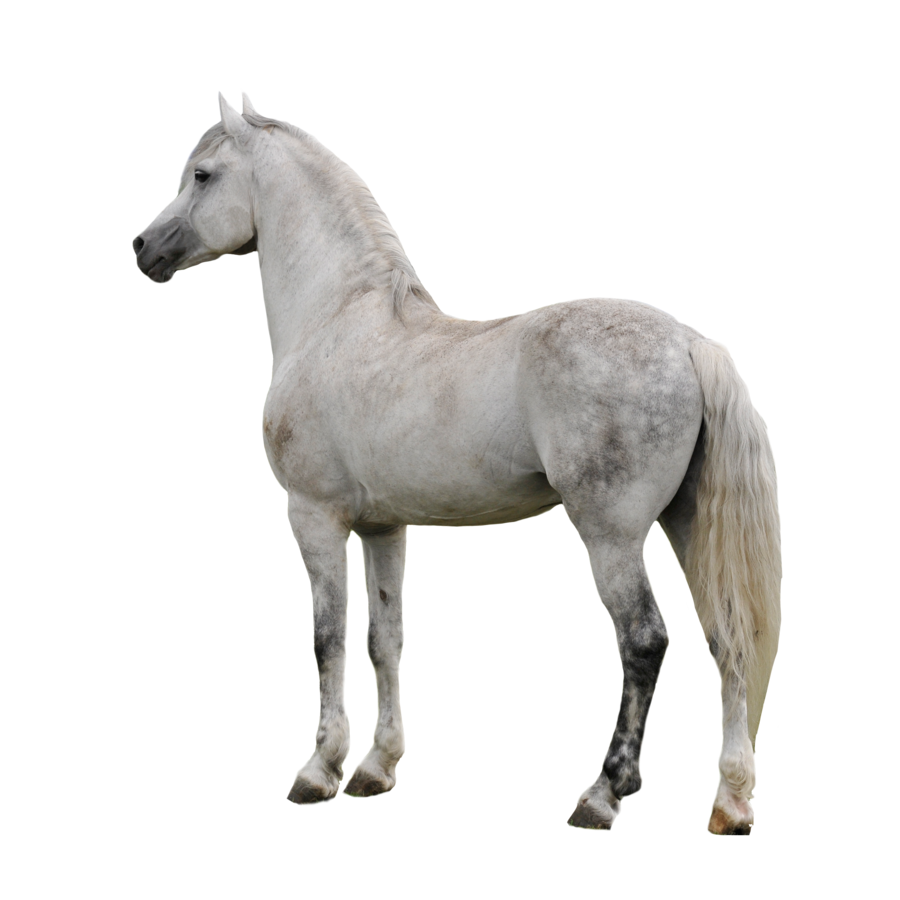 Horse Transparent PNG Image