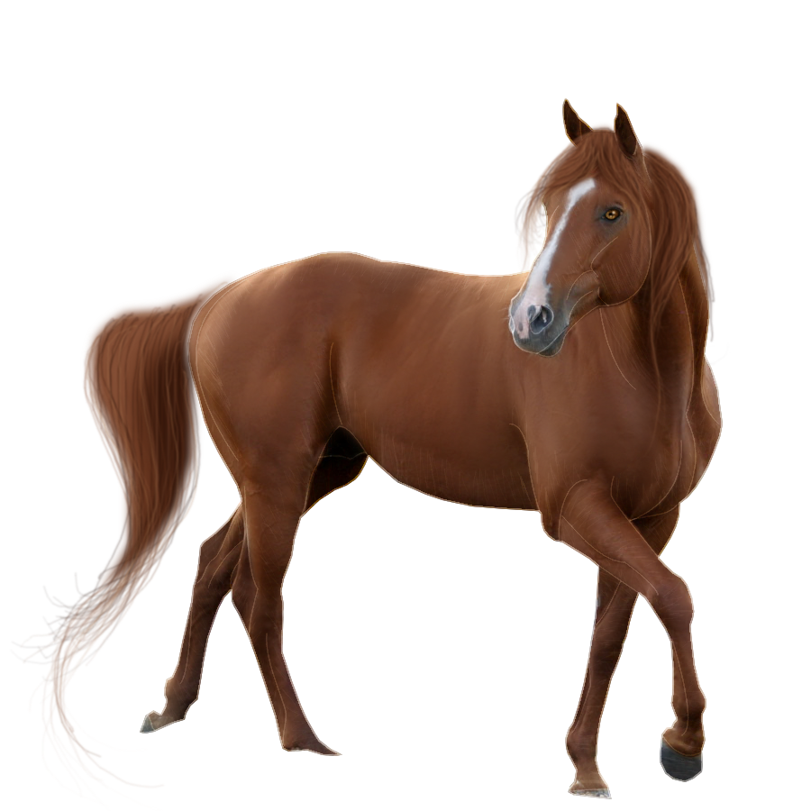 Horse Background Transparent PNG Image