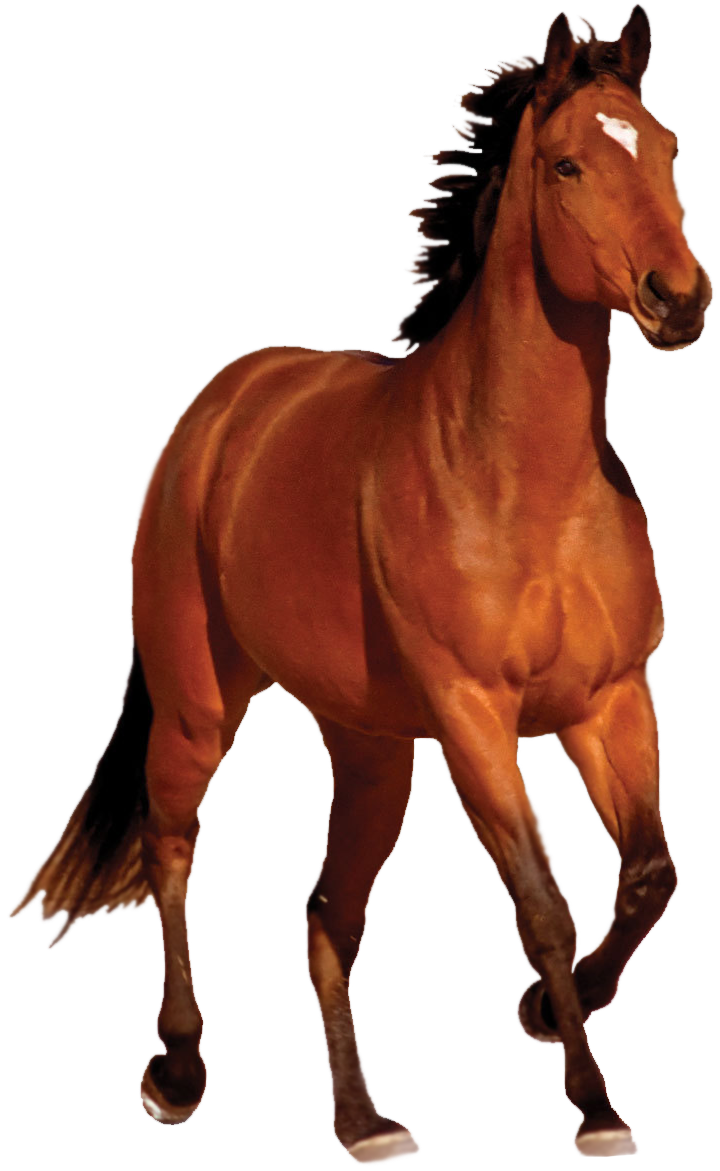 Horse Transparent PNG Image