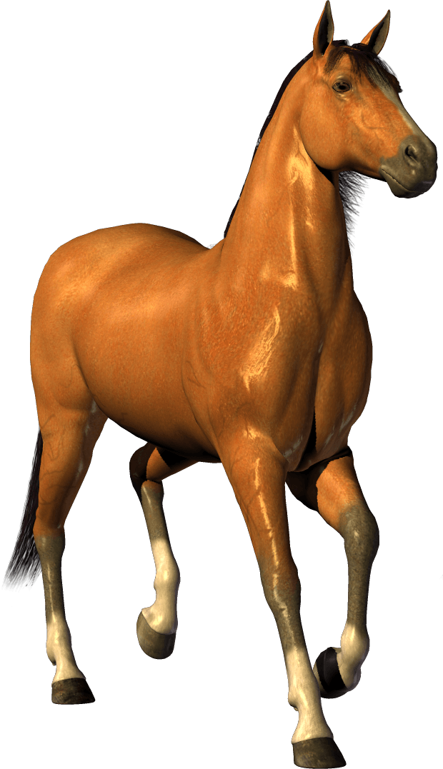 Horse Transparent PNG Image