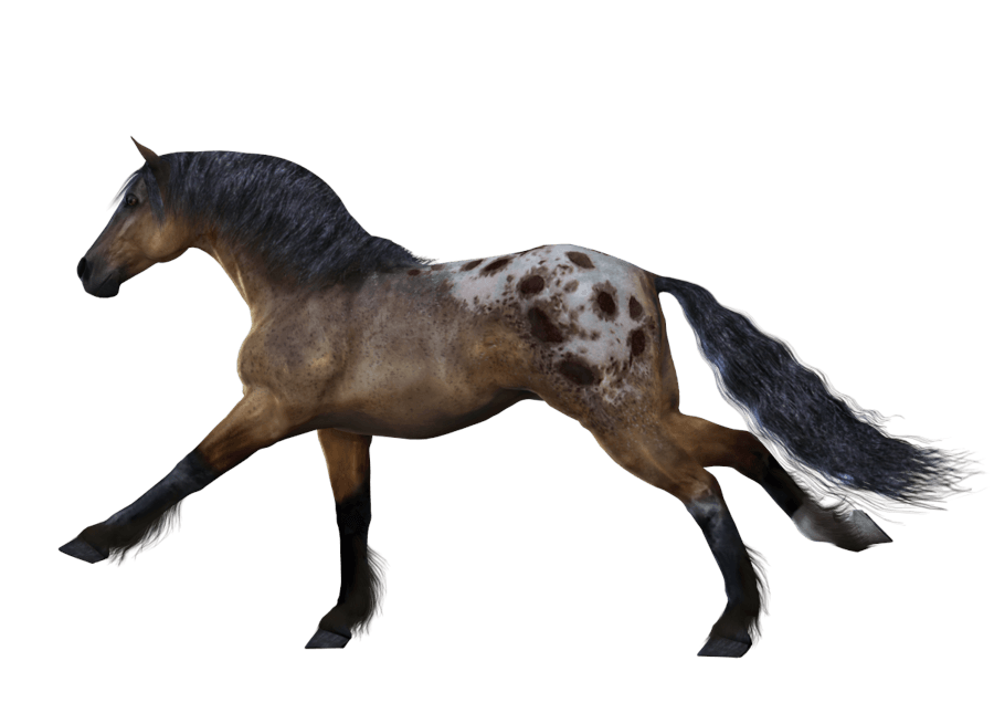 Horse Transparent PNG Image