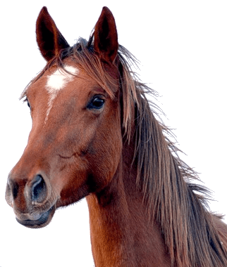 Horse Transparent PNG Image