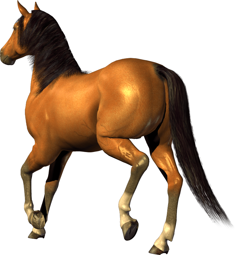 Horse Background Transparent PNG Image