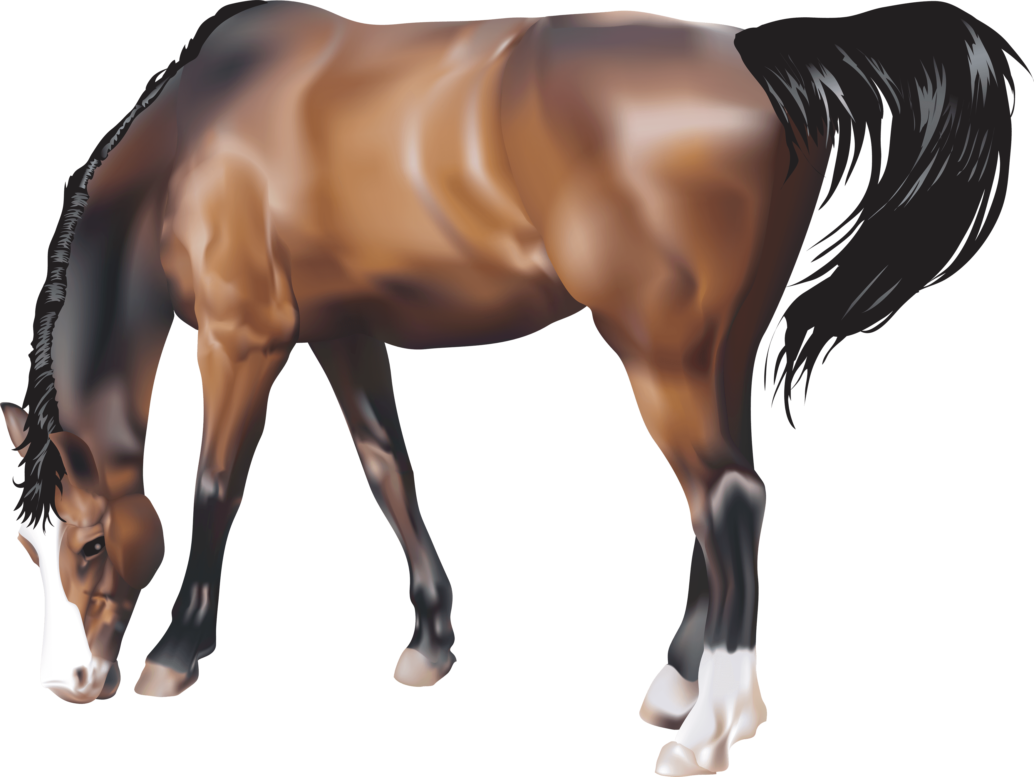 Horse Transparent PNG Image