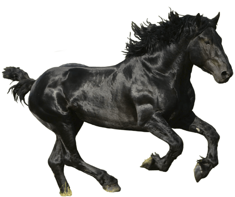 Horse Transparent PNG Image