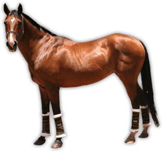 Brown Horse Background Transparent PNG Image