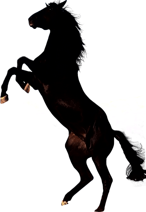 Horse Transparent PNG Image