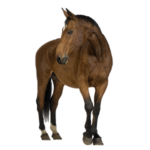 Horse Transparent PNG Image