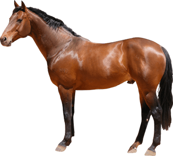 Horse Transparent PNG Image