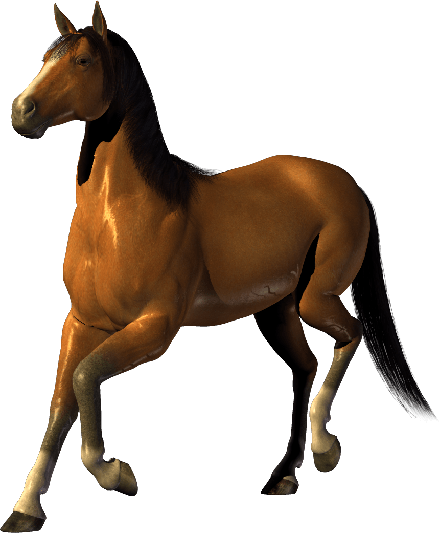 Horse Background Transparent PNG Image