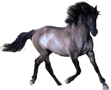 Horse Background Transparent PNG Image