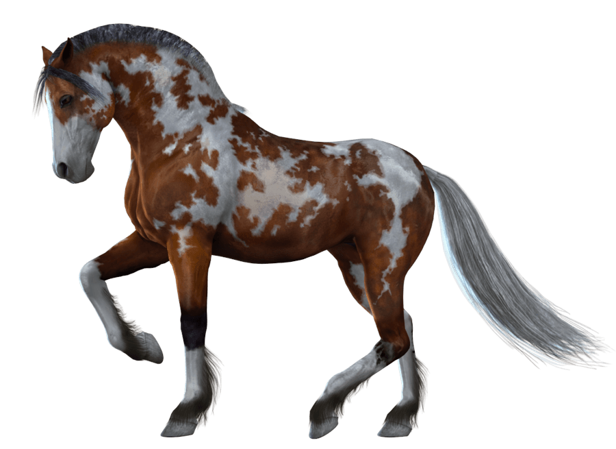 Horse Transparent PNG Image
