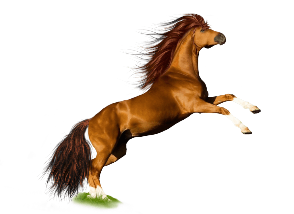Horse Background Transparent PNG Image