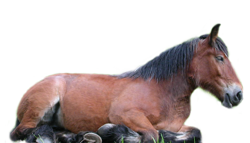 Horse 5 Transparent PNG Image