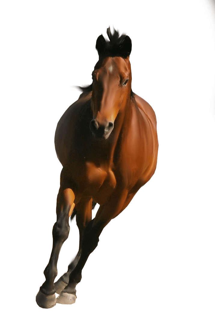Brown Horse Background Transparent PNG Image
