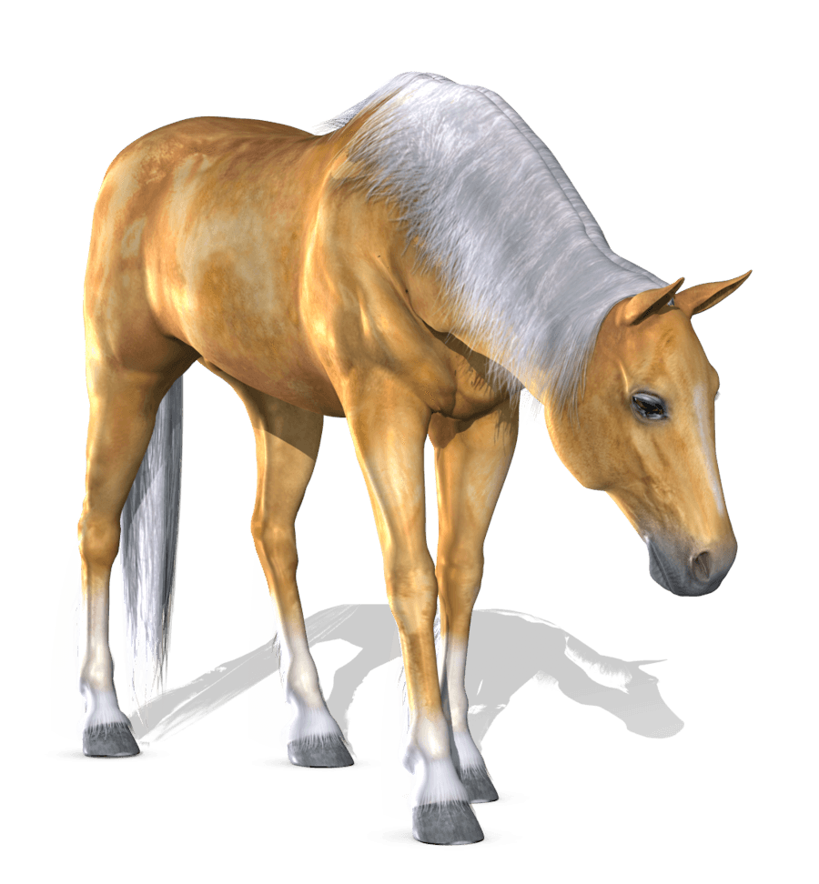 Horse Transparent PNG Image