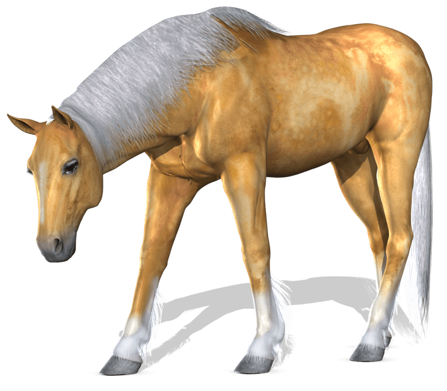 Horse Transparent PNG Image