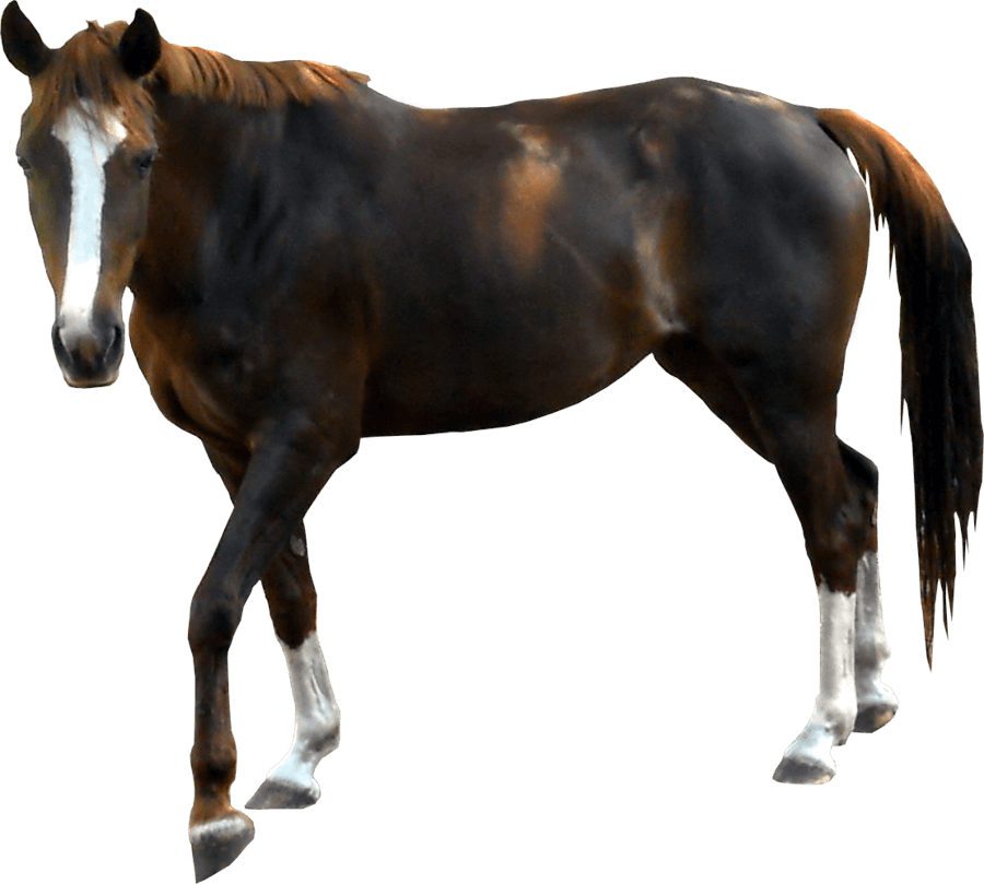 Horse Transparent PNG Image