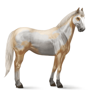 Horse Transparent PNG Image
