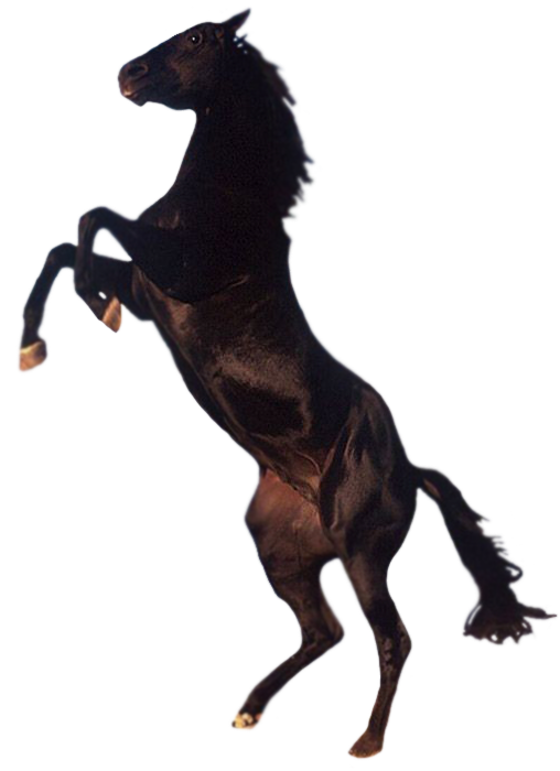 Horse 4 Transparent PNG Image