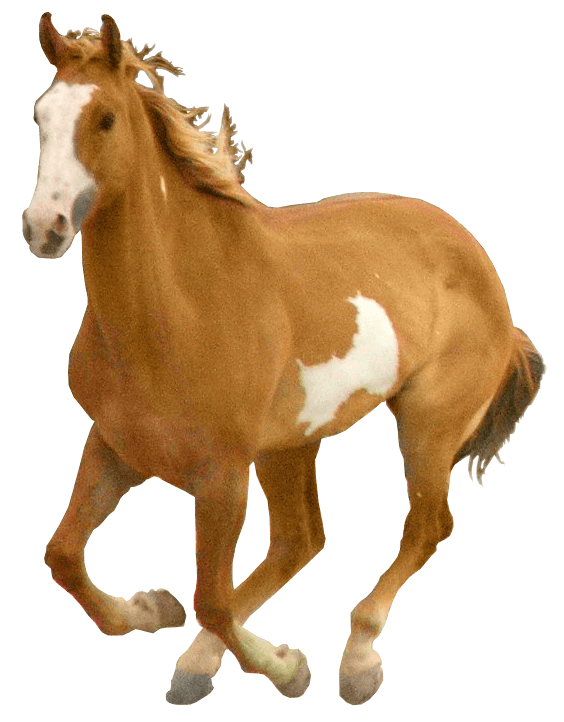 Horse Transparent PNG Image