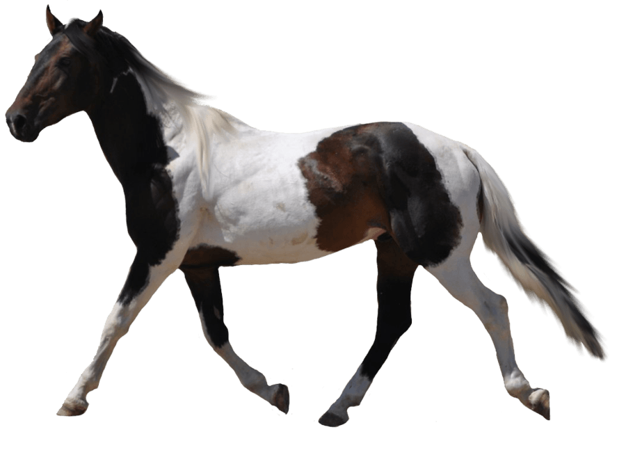 Horse Background Transparent PNG Image