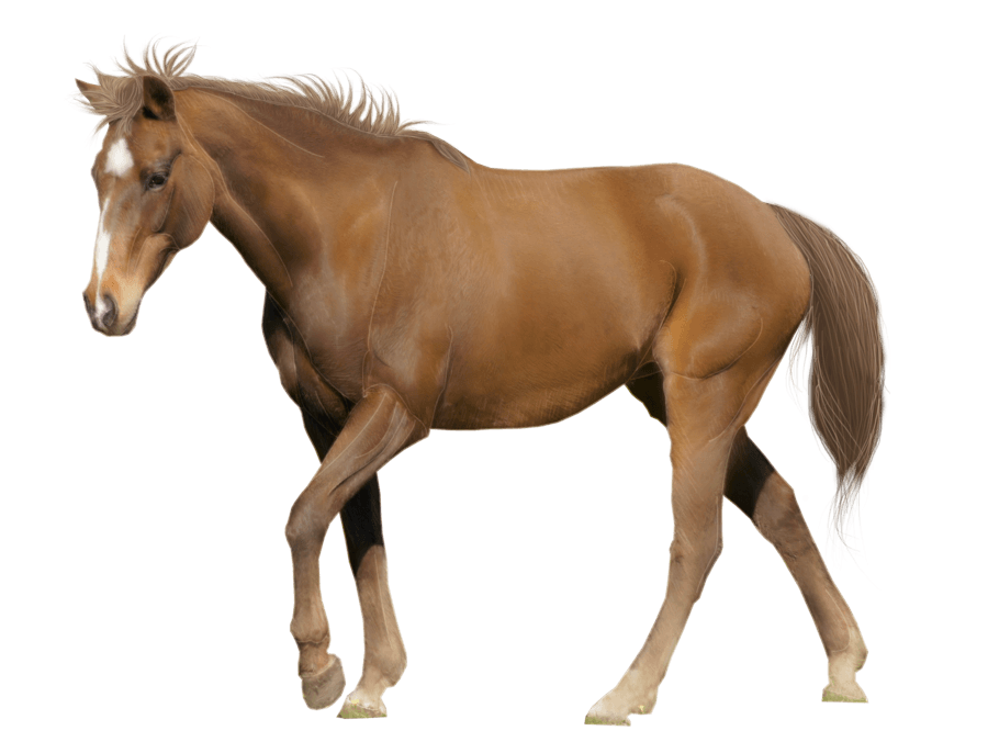 Horse Transparent PNG Image