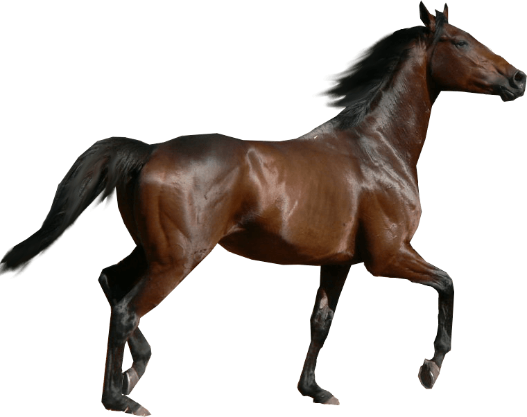 Horse Background Transparent PNG Image