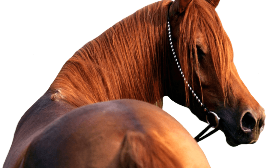Horse Transparent PNG Image