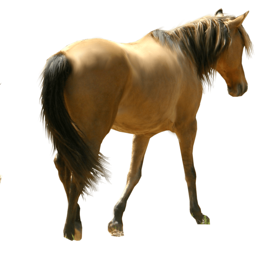 Horse Transparent PNG Image